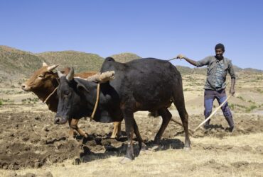 Careers in Agriculture in Uganda